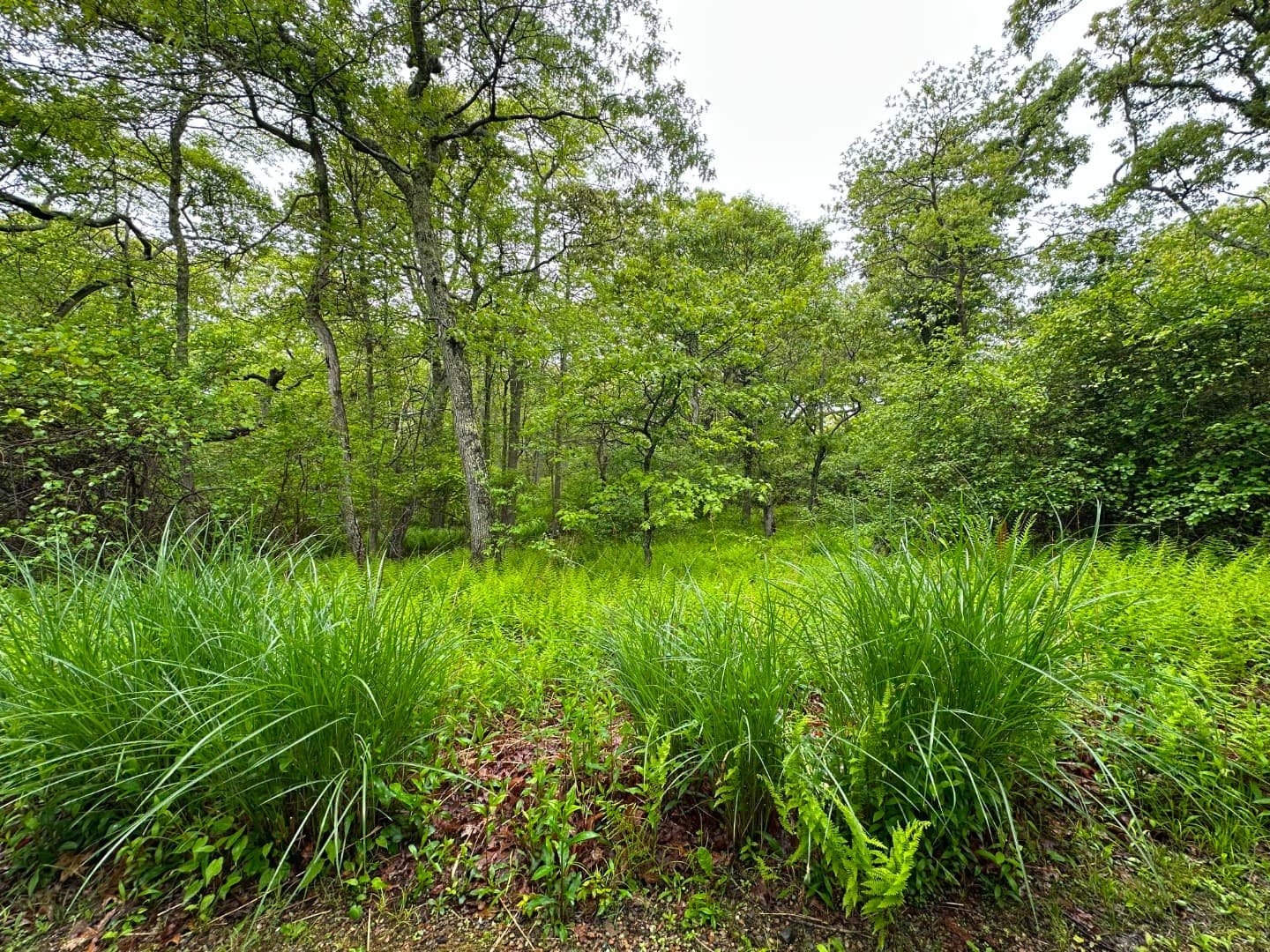 19A Locust Lane